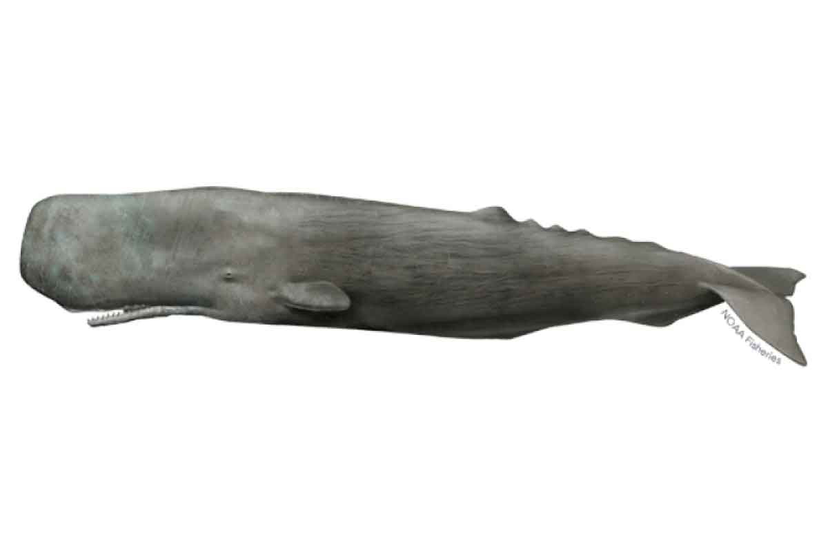 essex sperm whale
