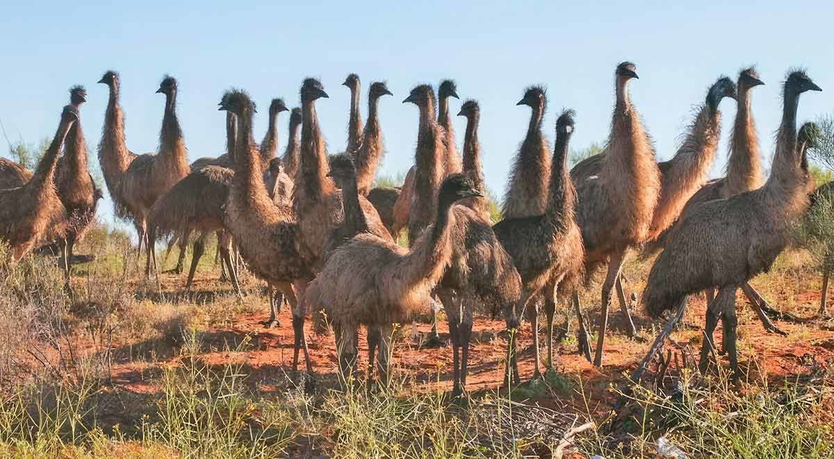 mob of emus