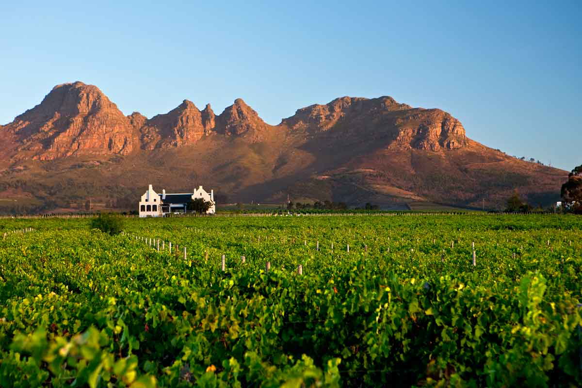 vineyards in stellenbosch