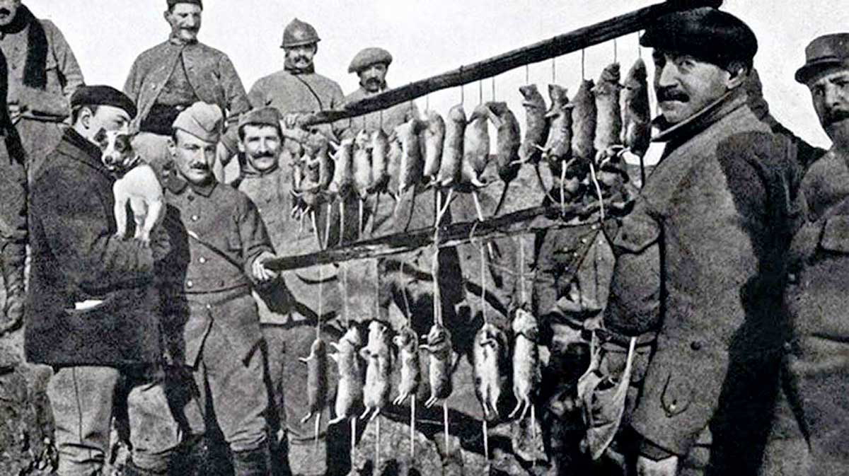 world war i trench rats