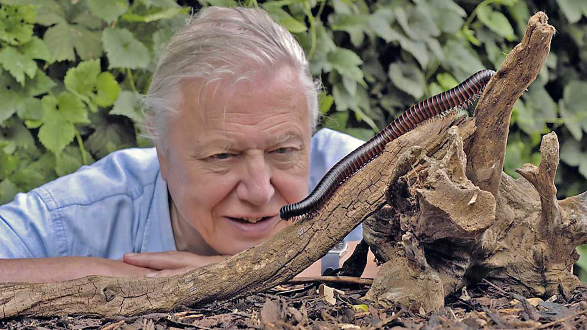 David Attenborough: a man that “likes looking at animals and seeing what they do” (2005)