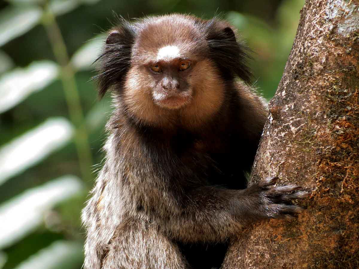 black tufted marmoset