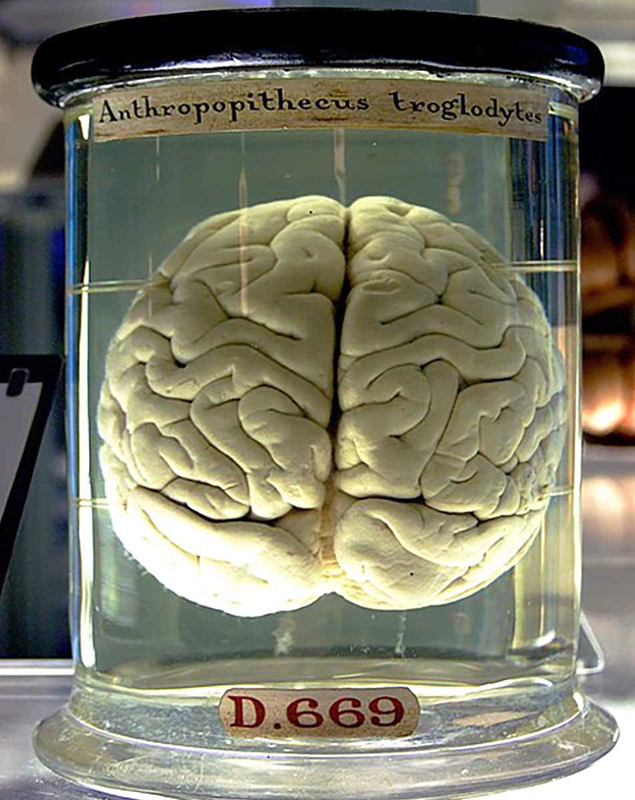 Chimpanzee Brain, Gaetan Lee, 2007, via Wikimedia Commons