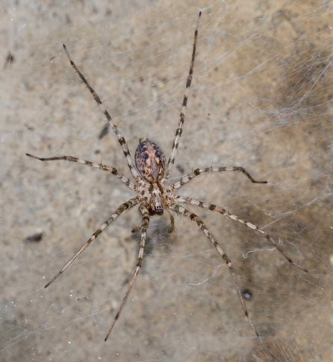 cardinal wolsey cardinal spider