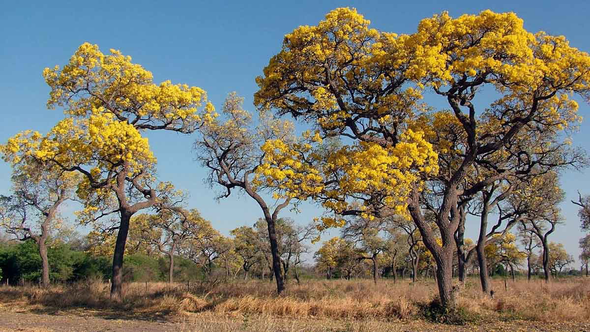 chaco arid conditions
