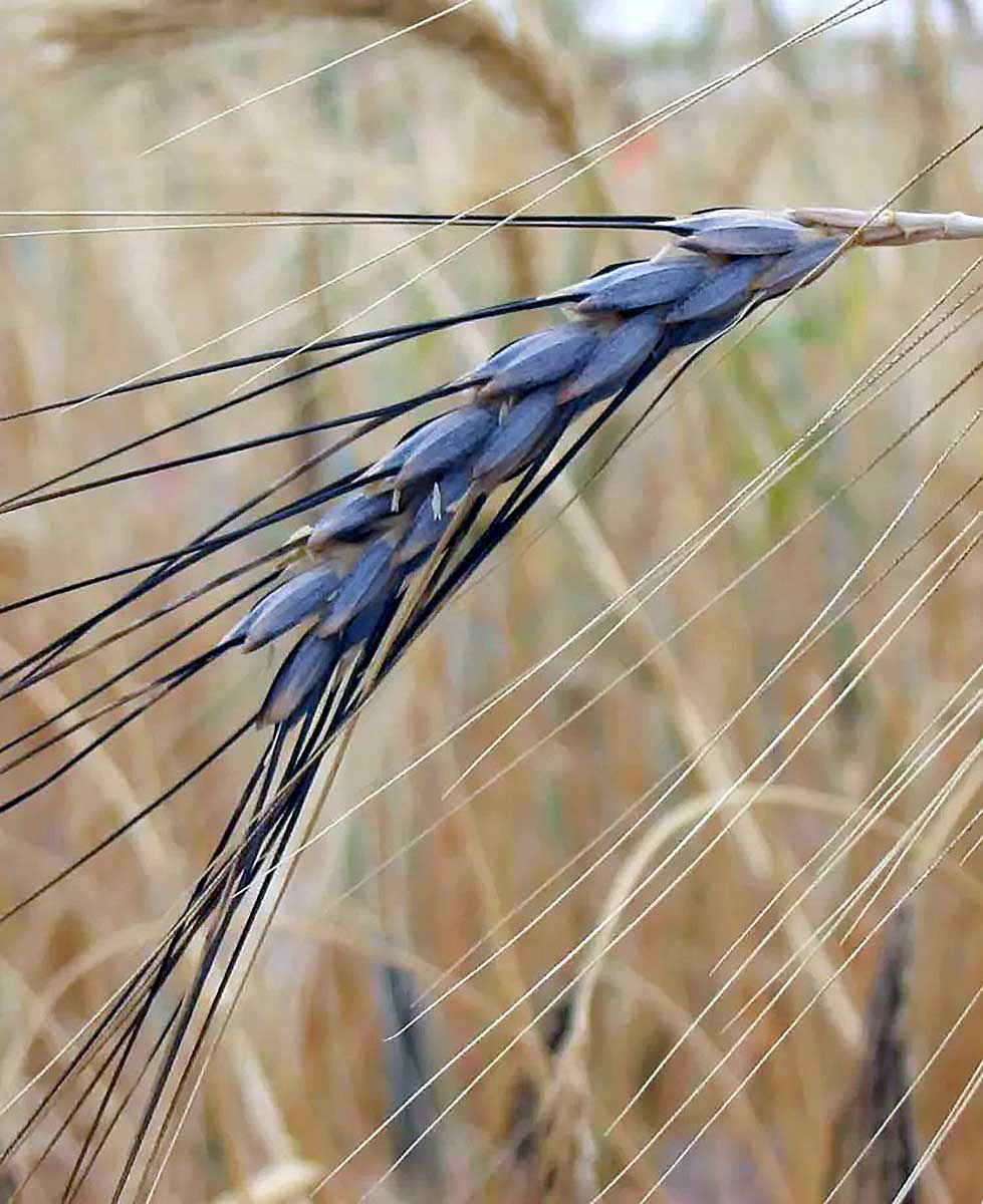 emmer wheat spike