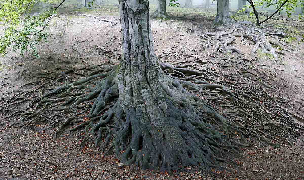 European Beech Roots, Jacek Proszyk, 2018