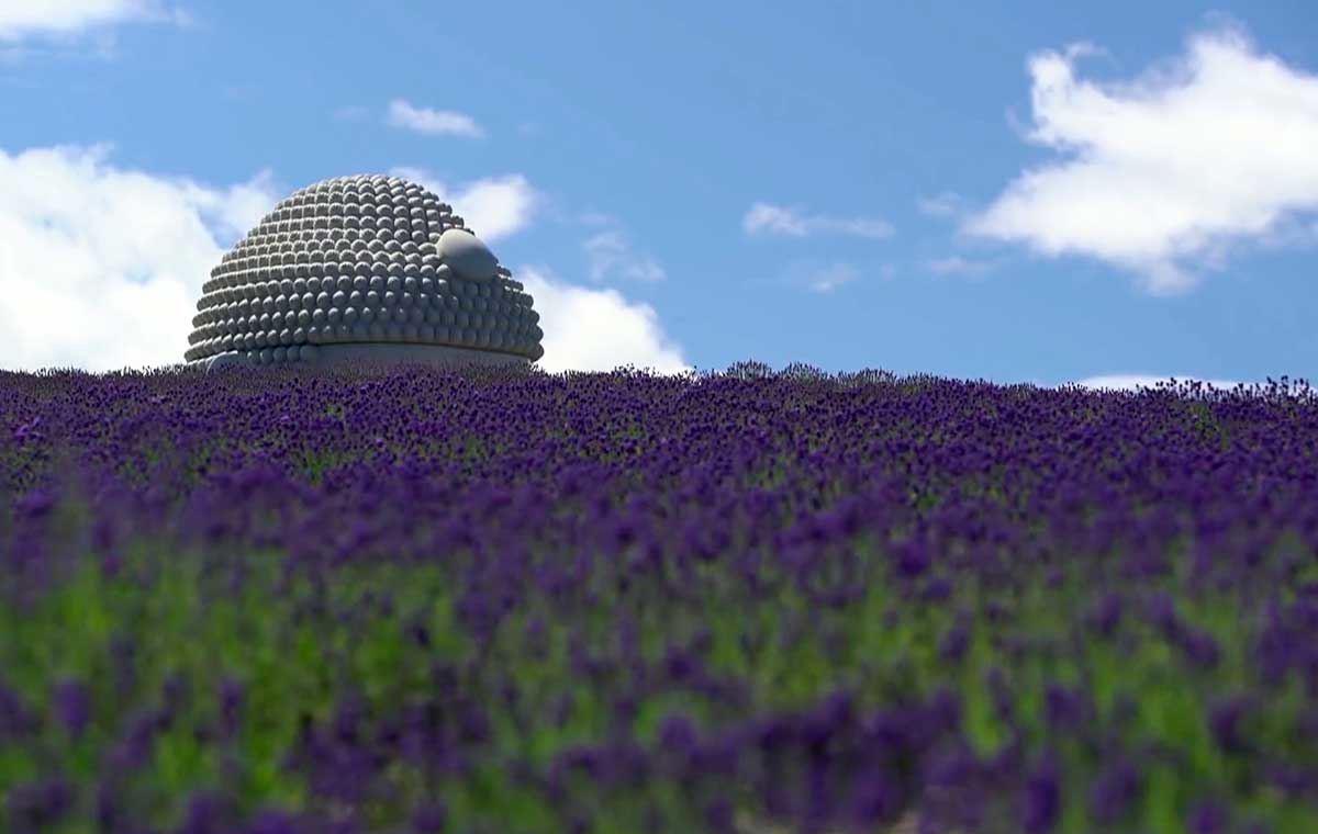 Lavender field surrounding the Hill of the Buddha