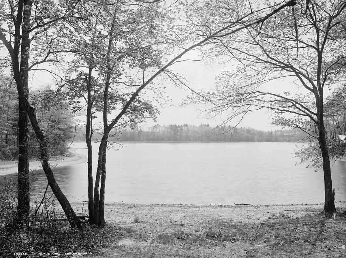 thoreaus cove concord mass