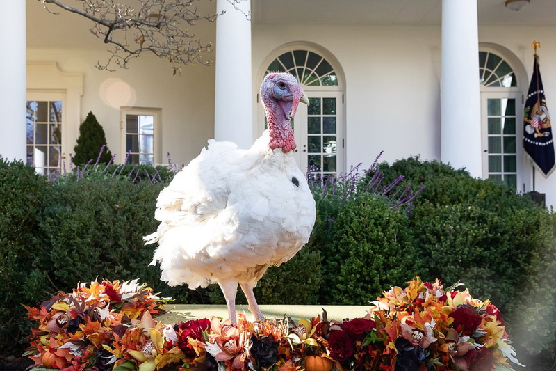 2018 Pardoned Turkey Presidential