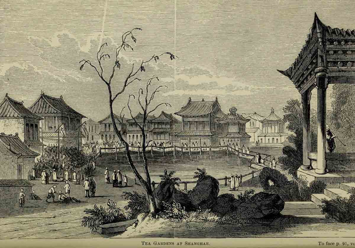 ‘The Tea Gardens at Shanghae’, from Robert Fortunes book, Two visits to the tea countries of China and the British tea plantations in the Himalaya (1853)