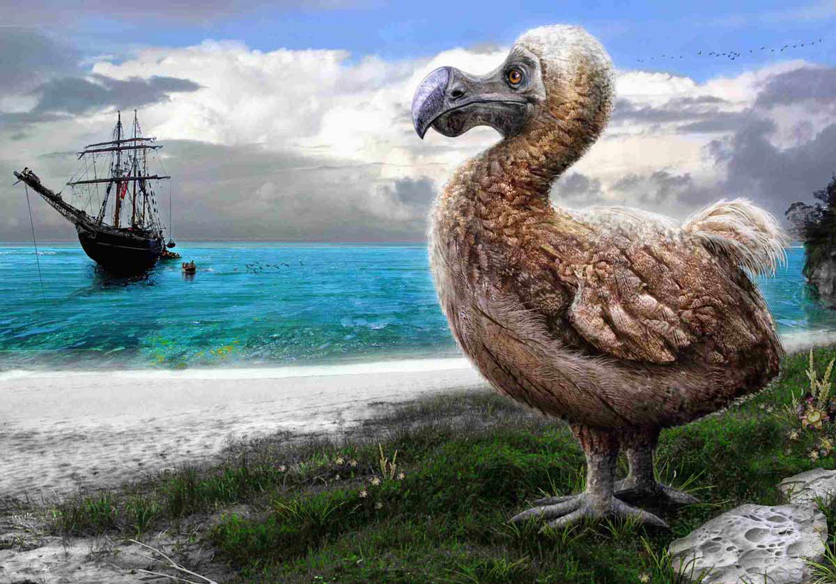 dodo by sea painting