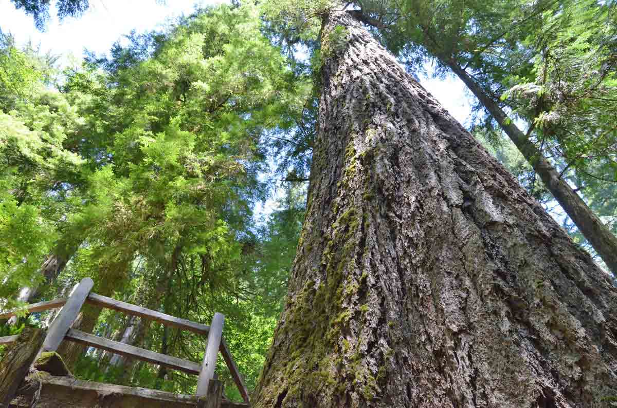 The impressive Doerner Fir in Redwood National Park. Source: The Oregon Coast.