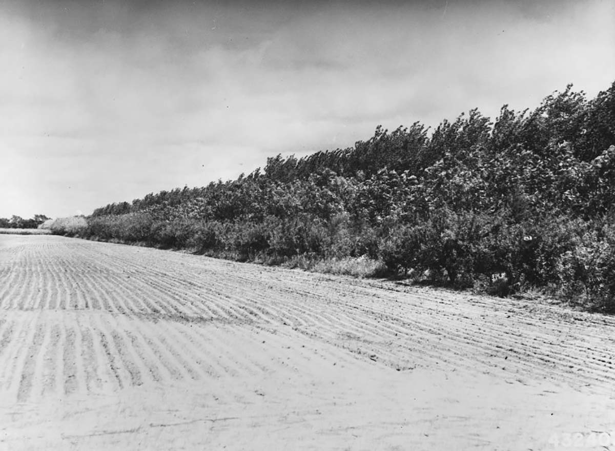 dust bowl shelterbelt project soil conservation