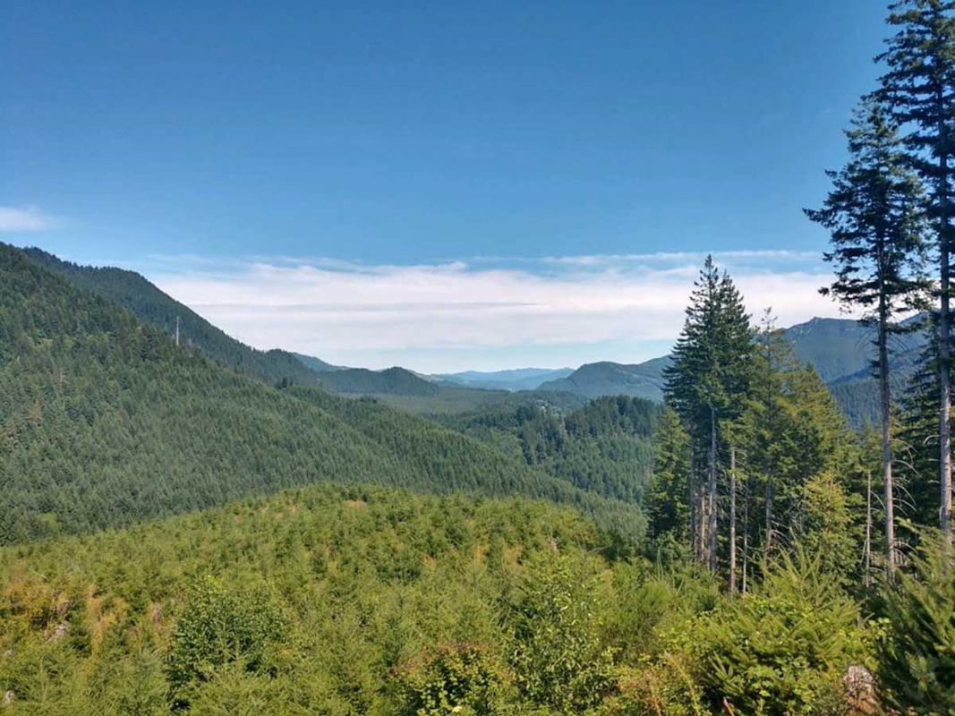 The Goat Marsh Research area in Washington, home to some of the tallest trees in the United States.