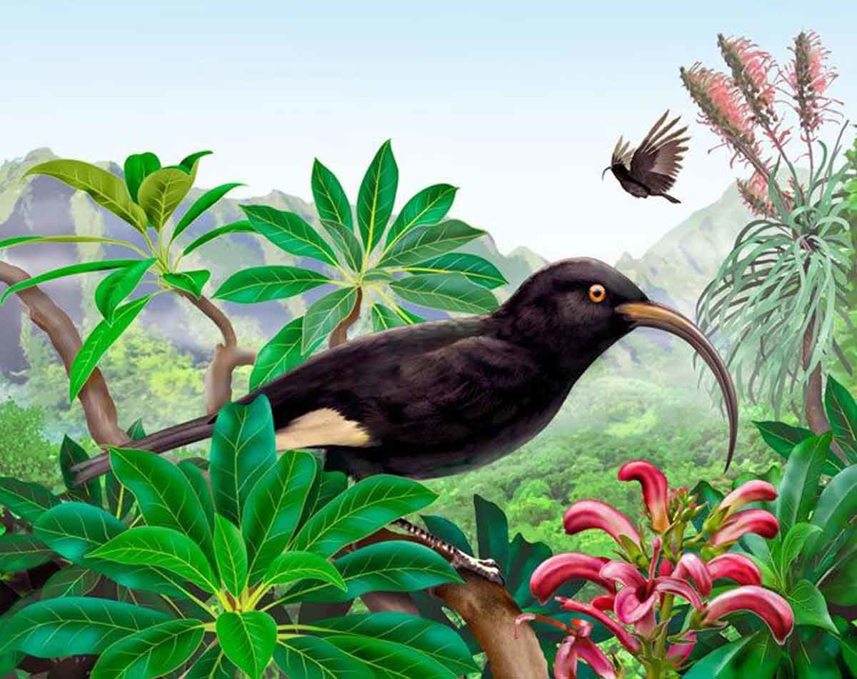 hawaii mamo bird art