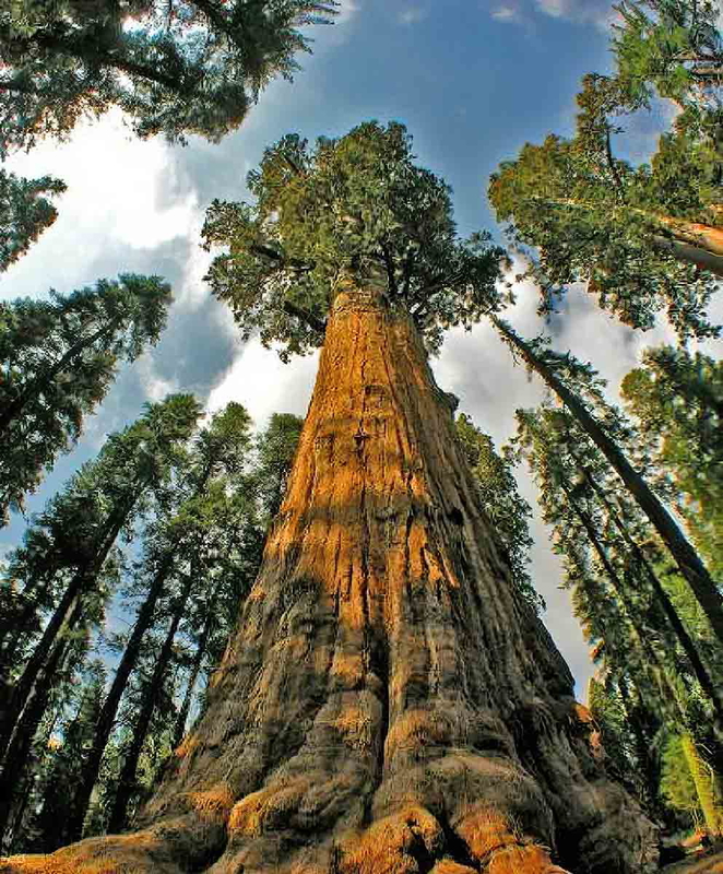 The majestic Hyperion, the tallest tree in the entire world. Source: Anti Colonial