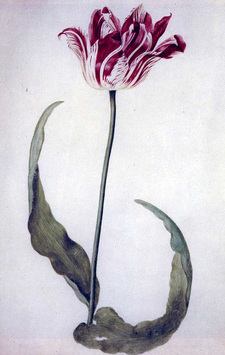 judith leyster tulip book dutch golden age