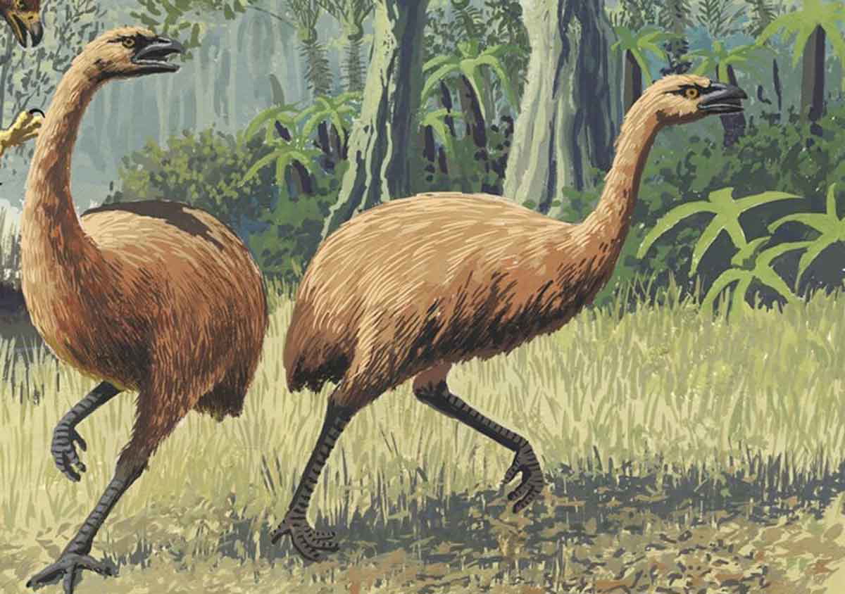 moa birds artistic representation