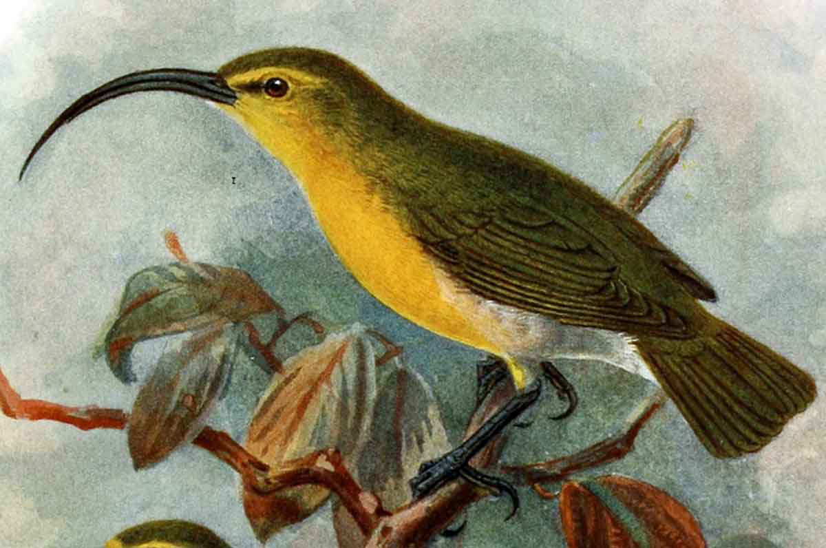 oahu akiaola painting