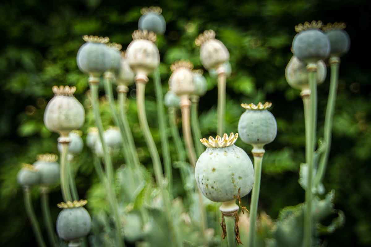 opium farm china