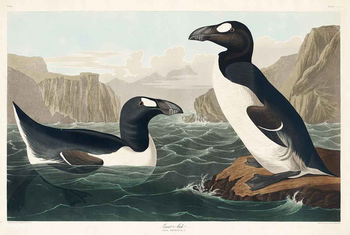 pair of great auks painting
