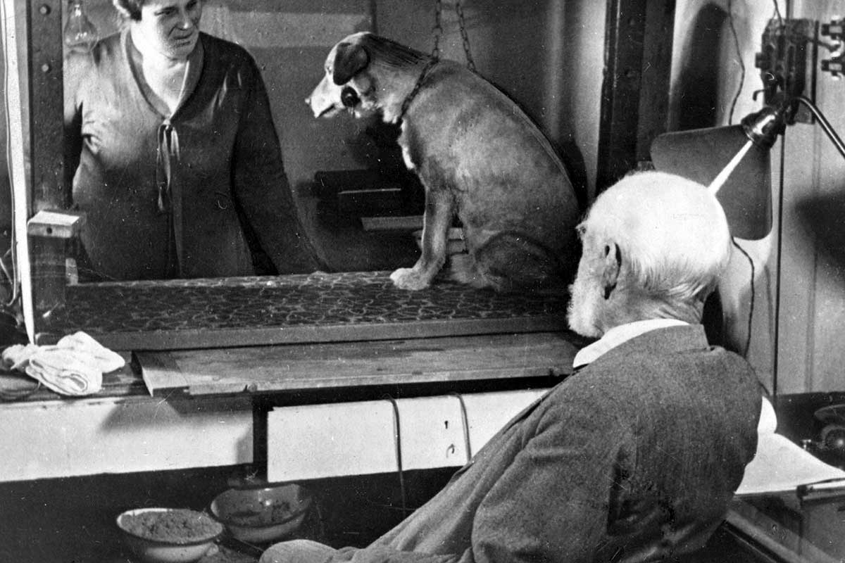 pavlov dog experiment