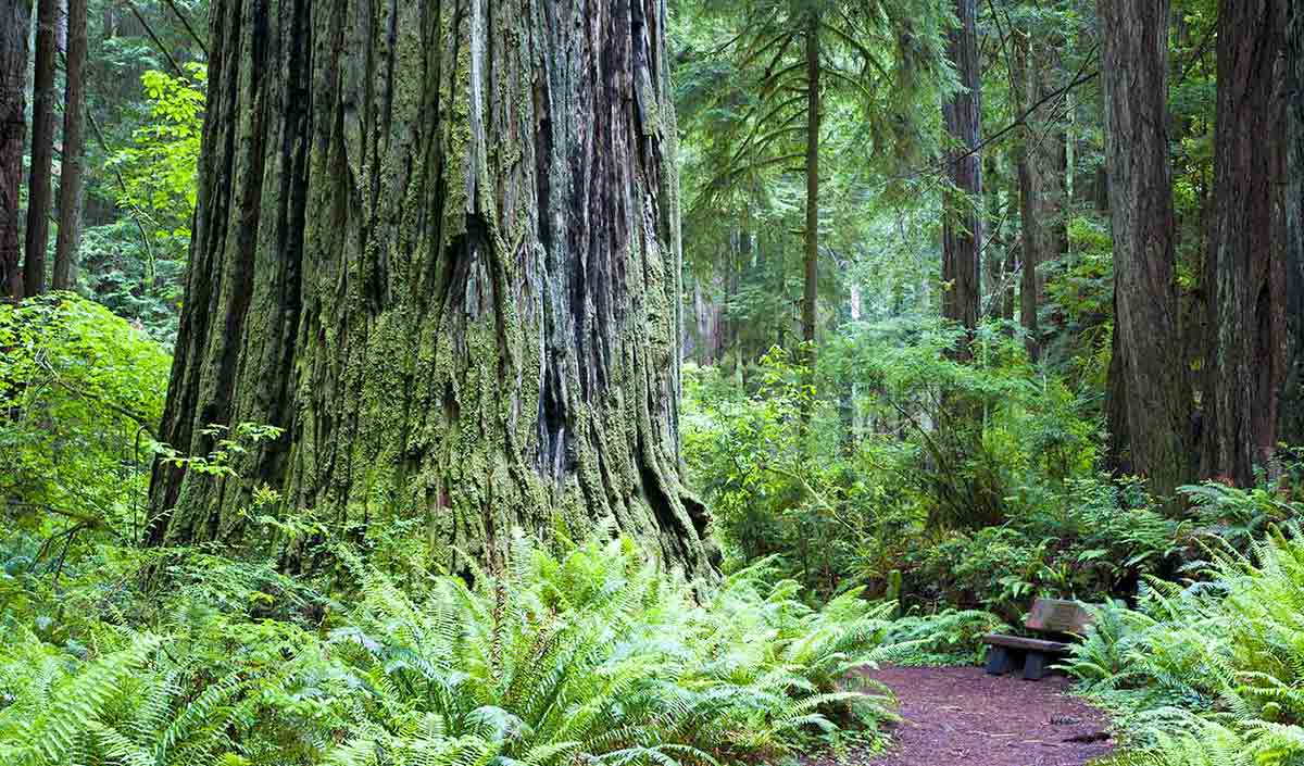 Monumental trees in Prairie Creek Redwoods State park, where Raven’s Tower is located.