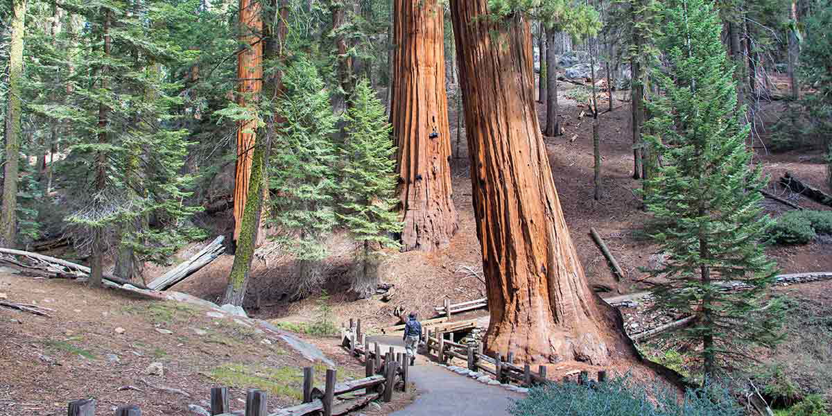 Epic trees in Sequoia National Forest, California.