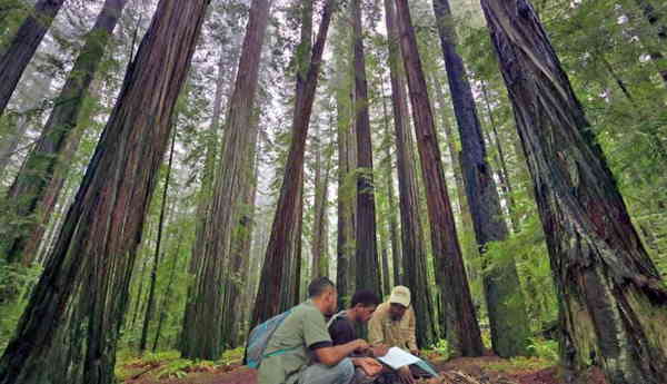 tallest trees in the united states