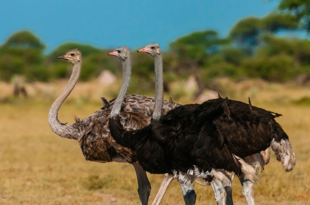 three ostriches photo