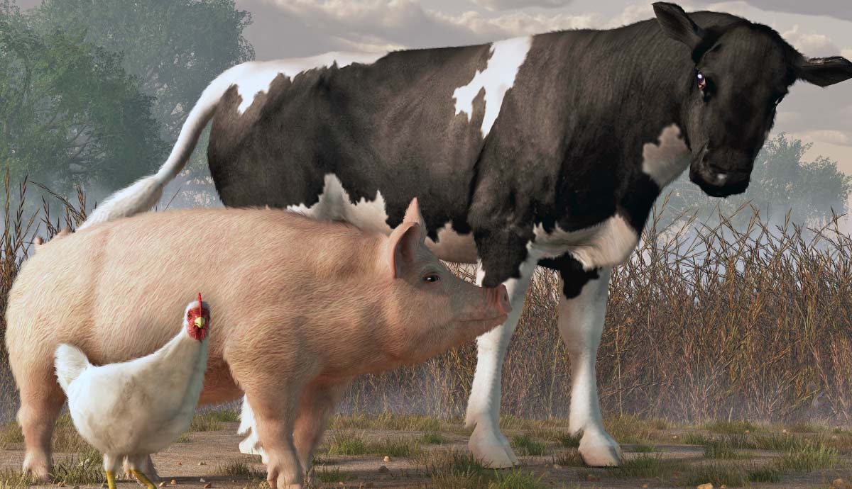 animal rights vs animal welfare differences
