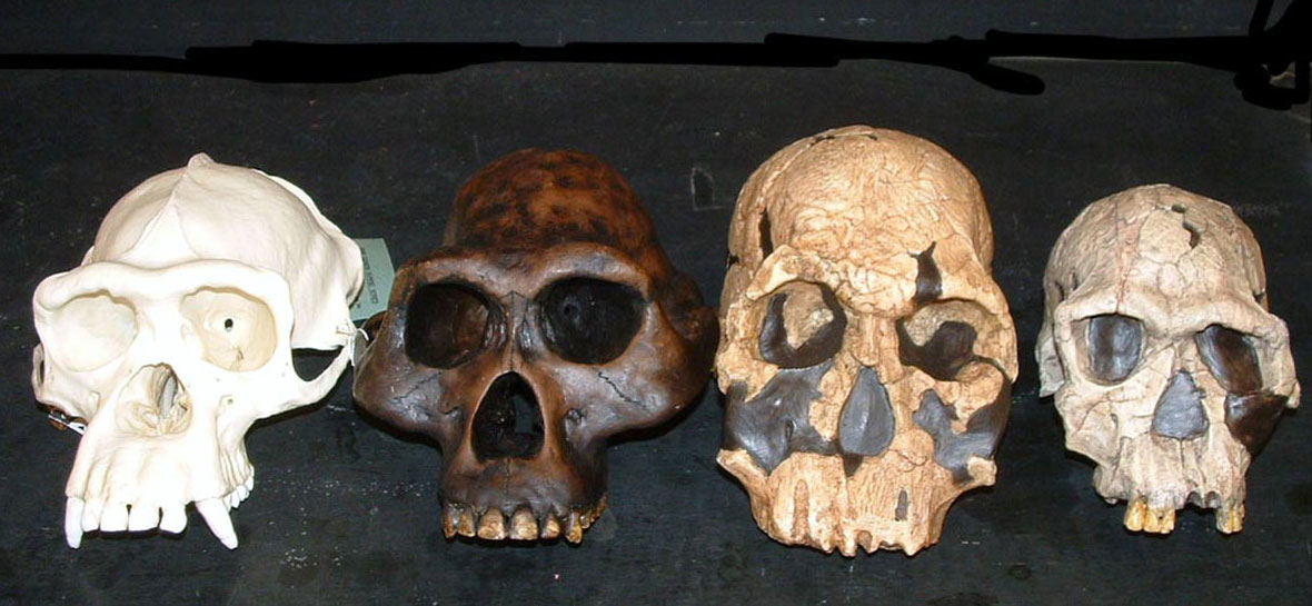 ape skulls 4