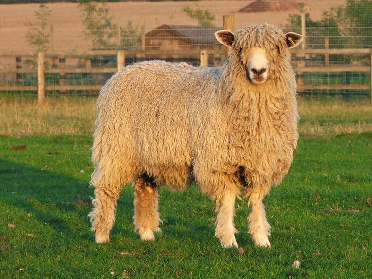 cotswold sheep photograph