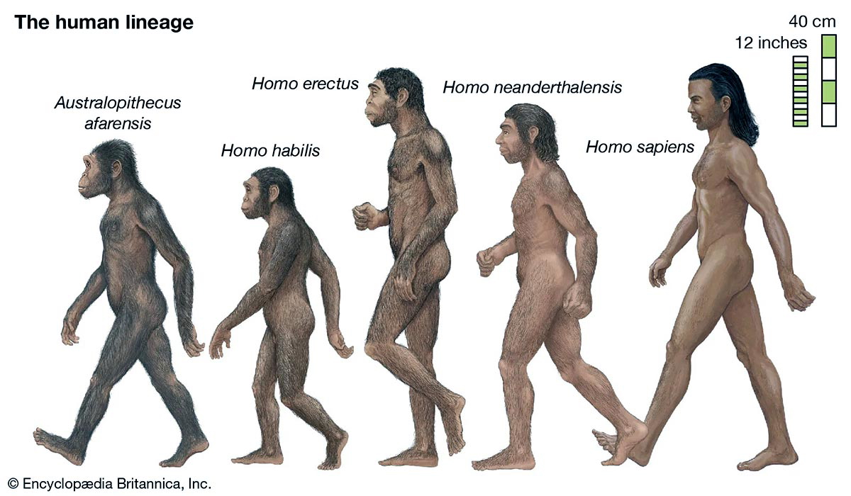 hominins evolution eb