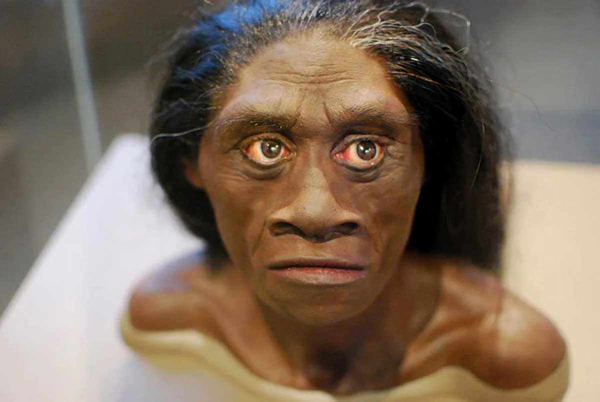 homo floresiensis bust