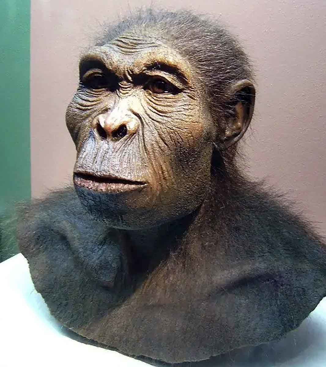 homo habilis bust