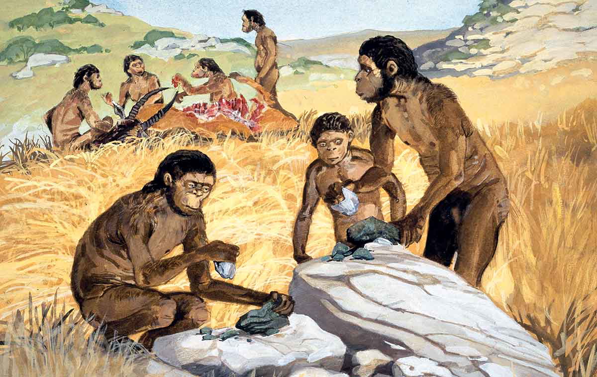 homo habilis daily life