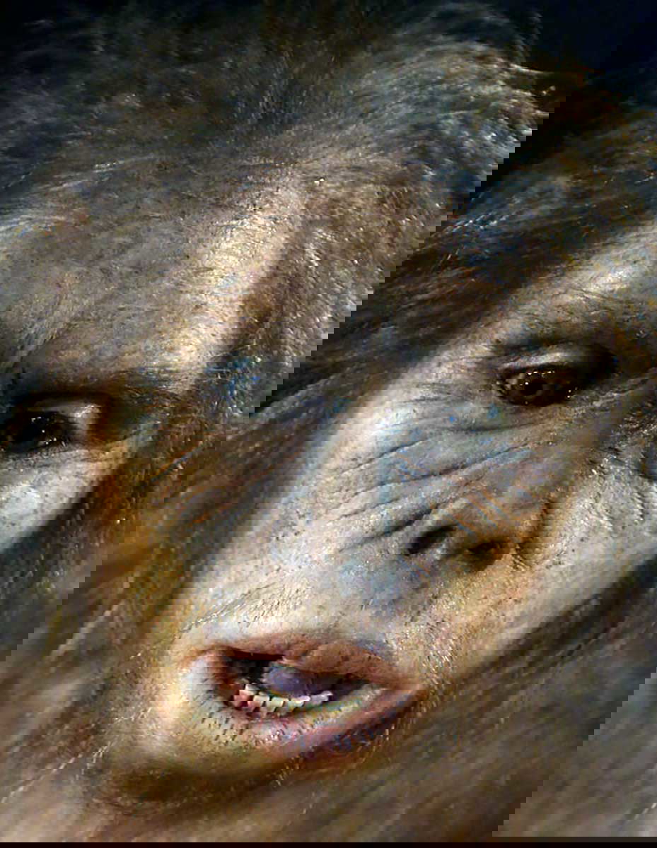 homo habilus face reconstruction