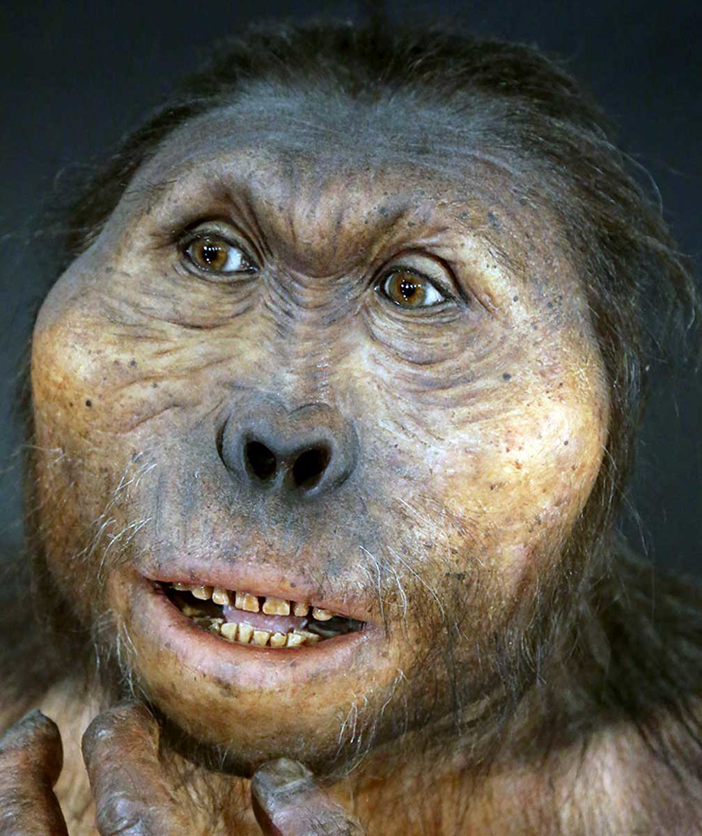 paranthropus boisei 1