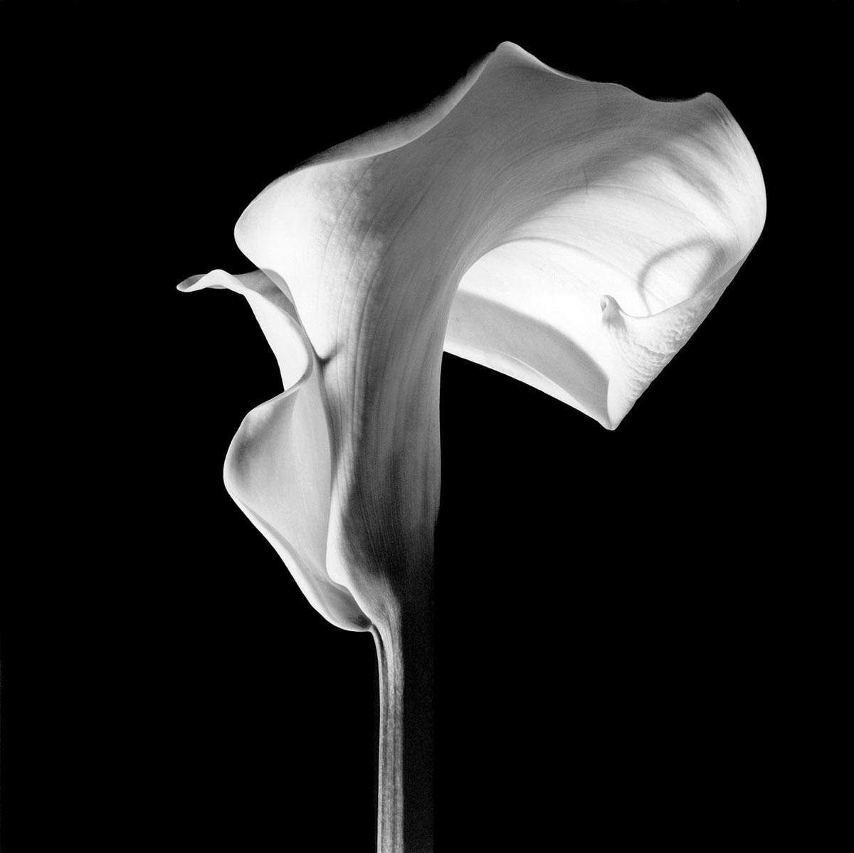robert mapplethorpe calla lily