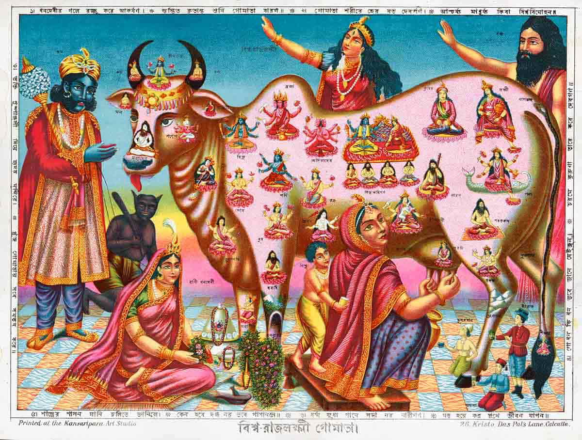 sacred cow india