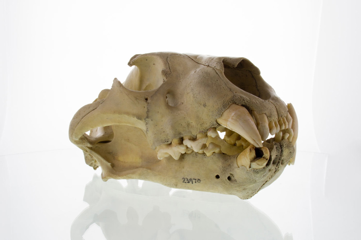 tsavo lion skull