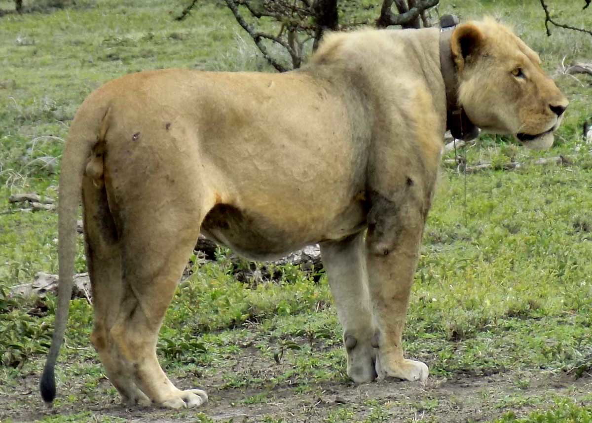 tsavo maneless lion