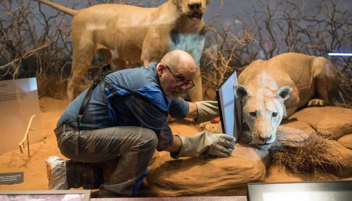 tsavo museum lions