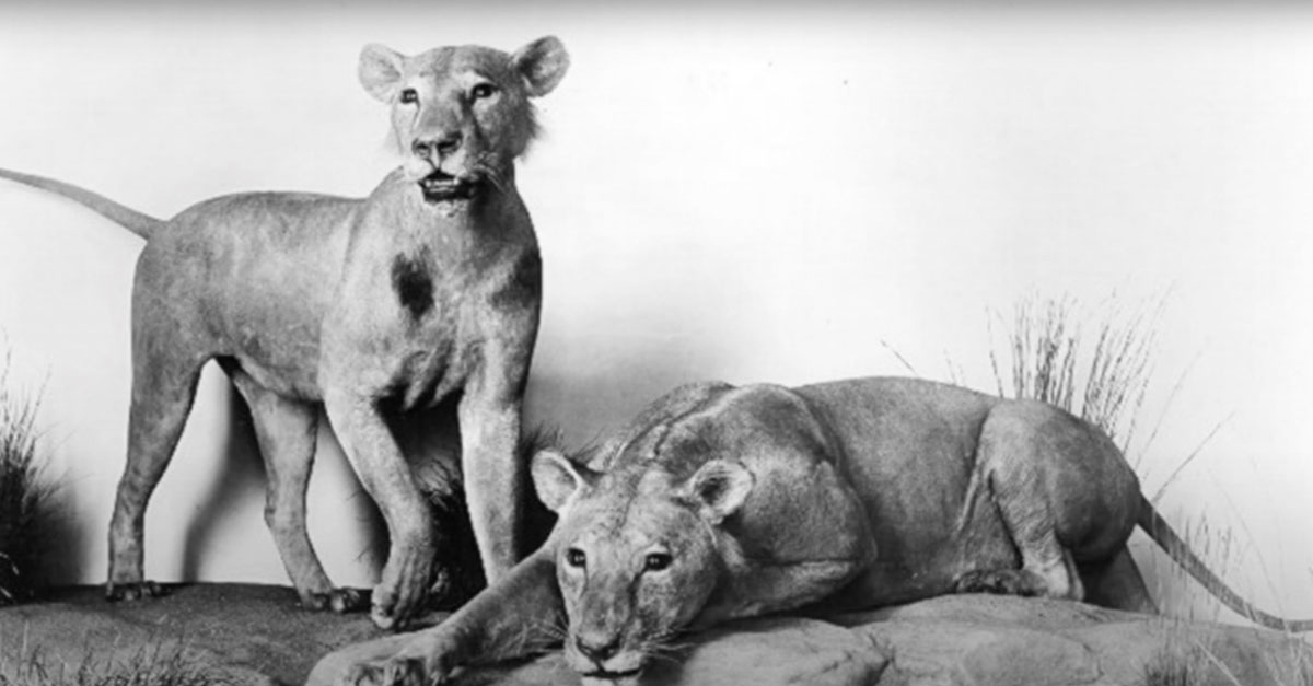 tsavo stuffed lions