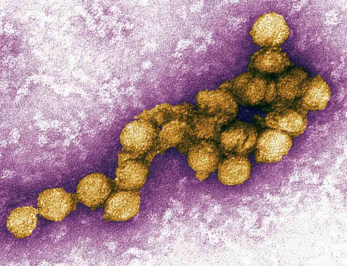 west nile virus