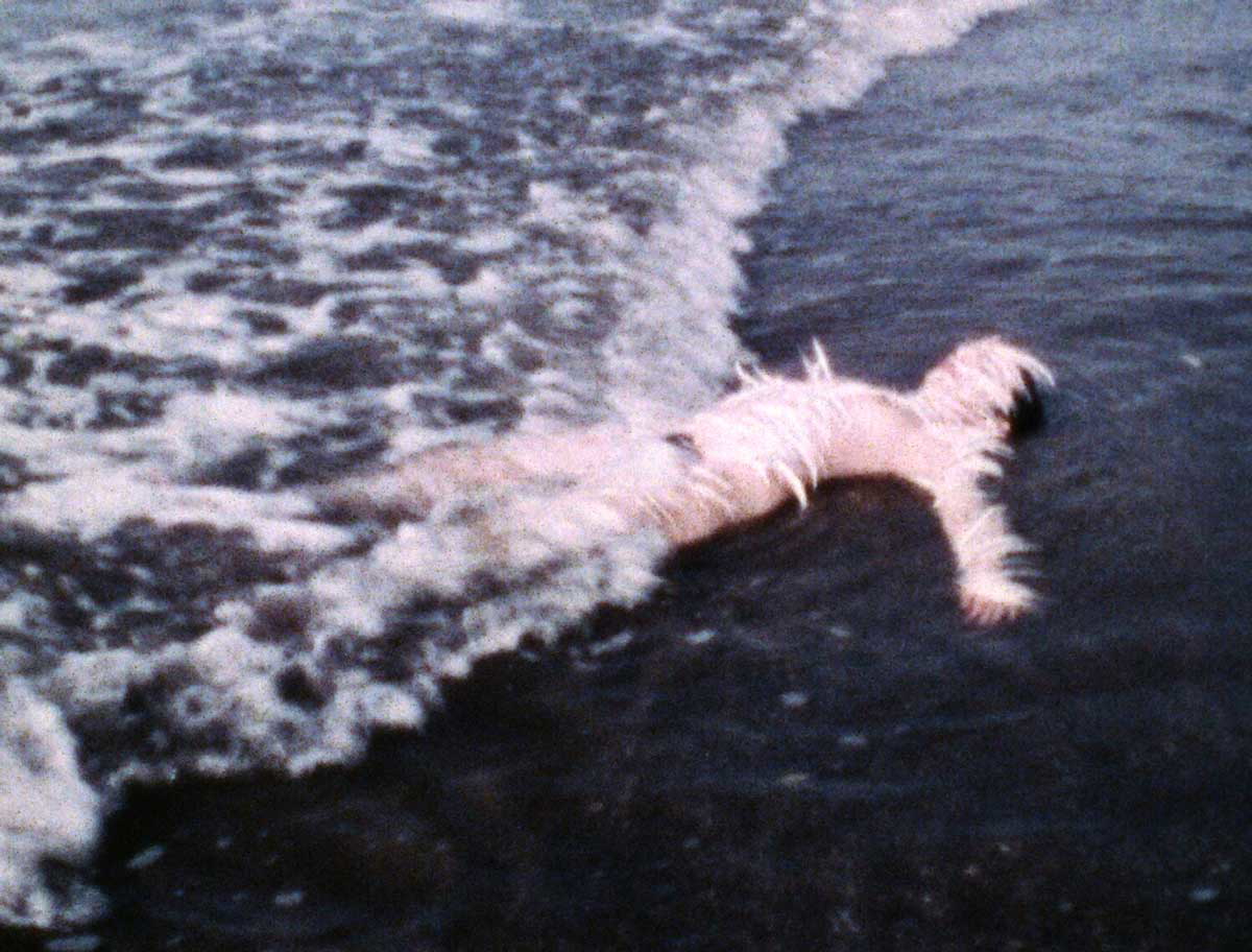 ana mendieta ocean bird