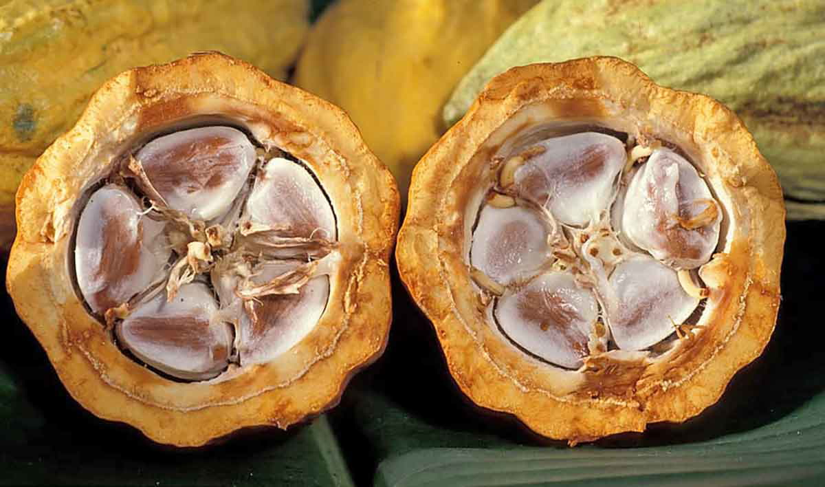 cacao pod fruit