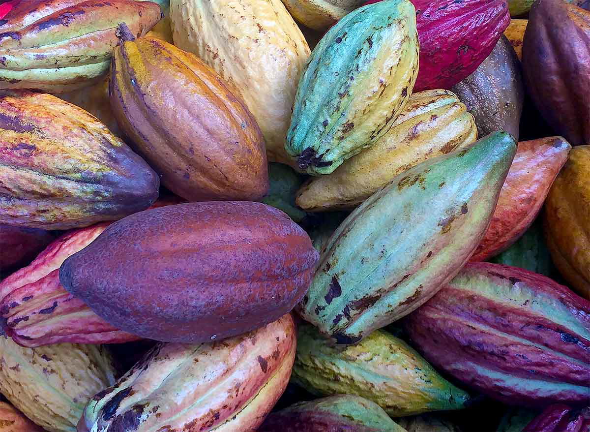 cacao pods colorful